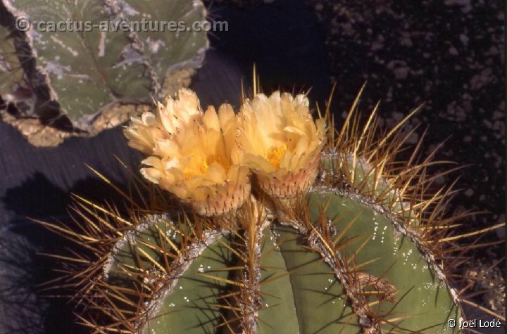 Astrophytum ornatum v. mirbelii -004